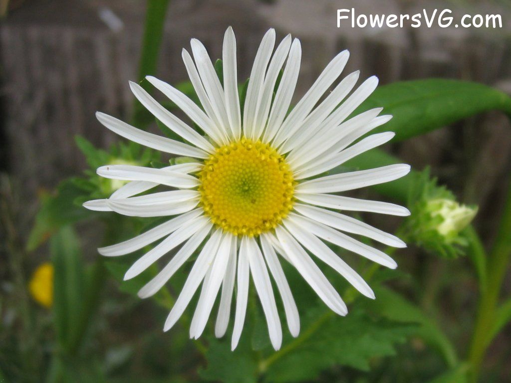 daisy flower Photo abflowers1163.jpg