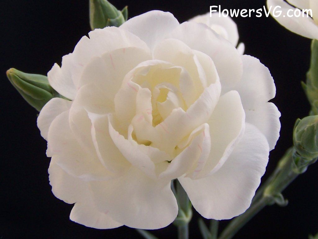 carnation flower Photo abflowers2035.jpg