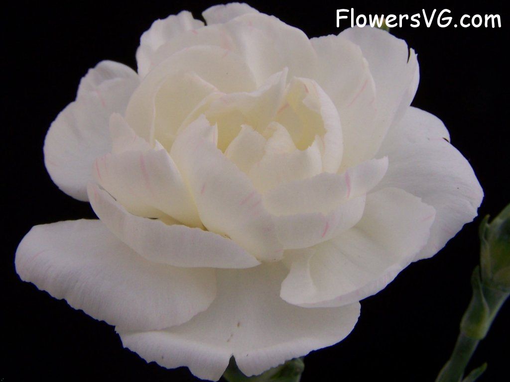 carnation flower Photo abflowers2037.jpg
