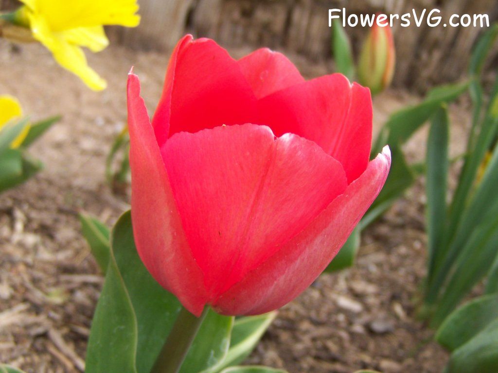 tulip flower Photo abflowers2316.jpg