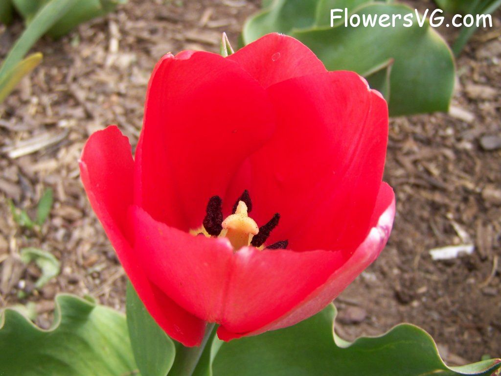tulip flower Photo abflowers2319.jpg