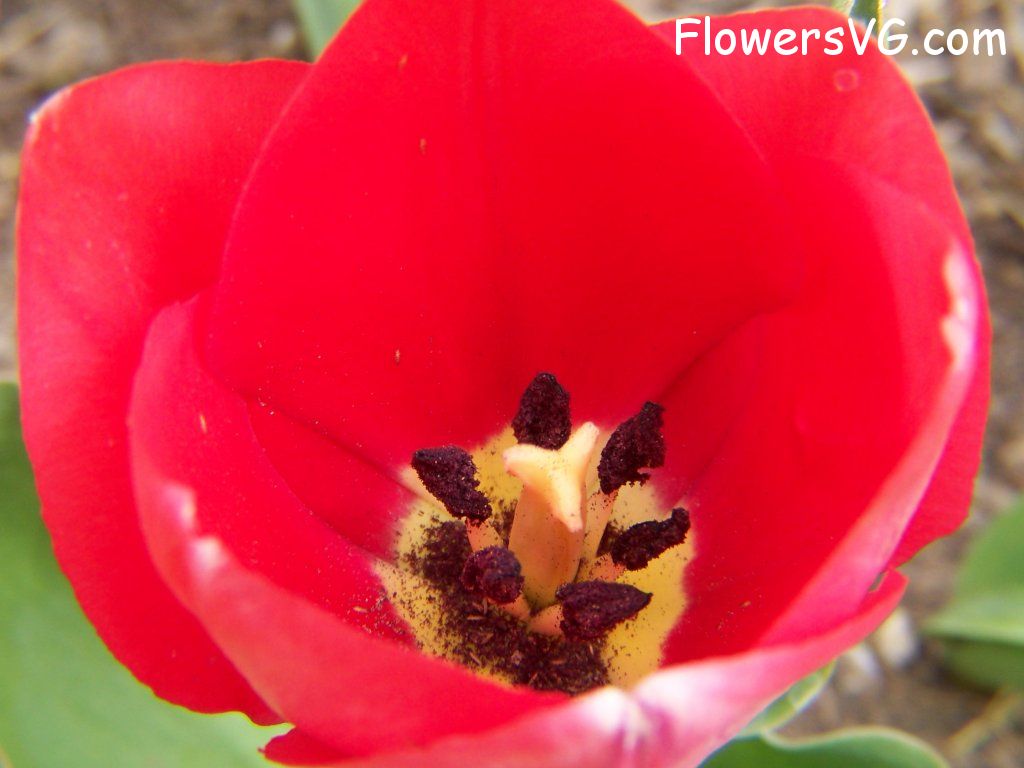 tulip flower Photo abflowers2321.jpg