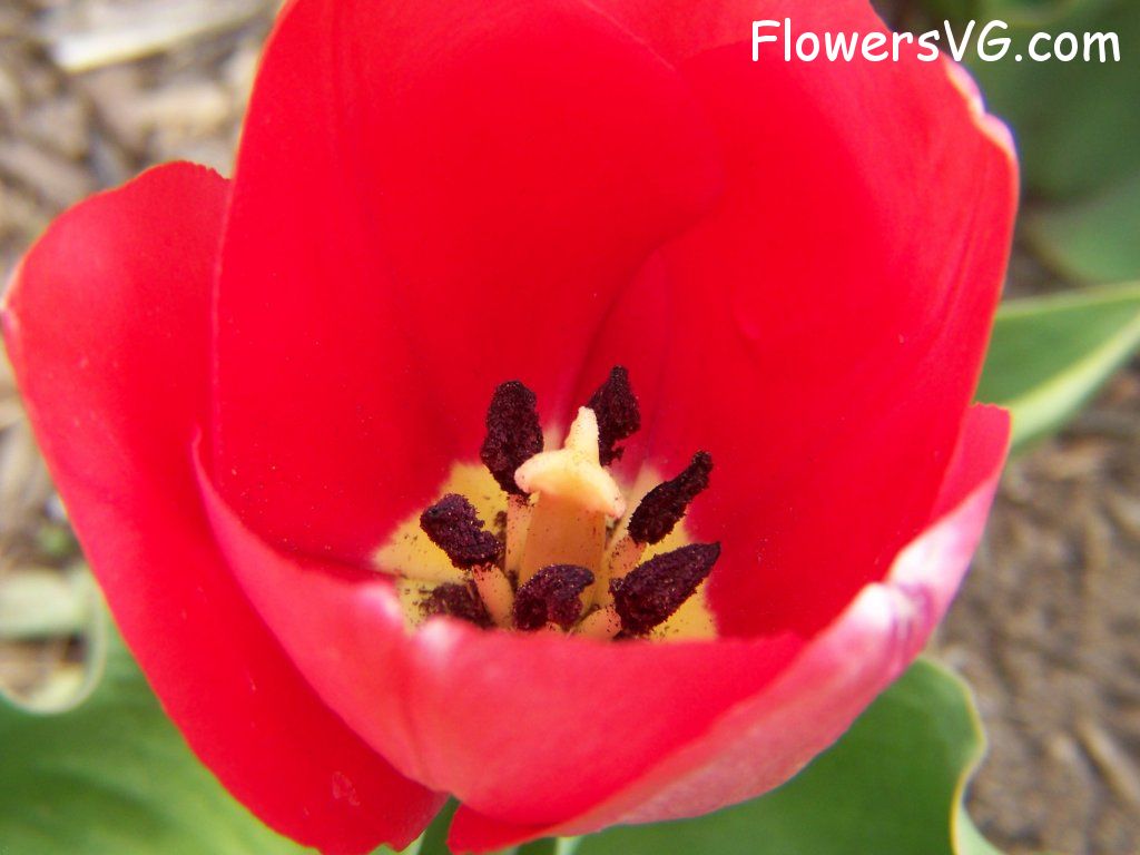 tulip flower Photo abflowers2322.jpg