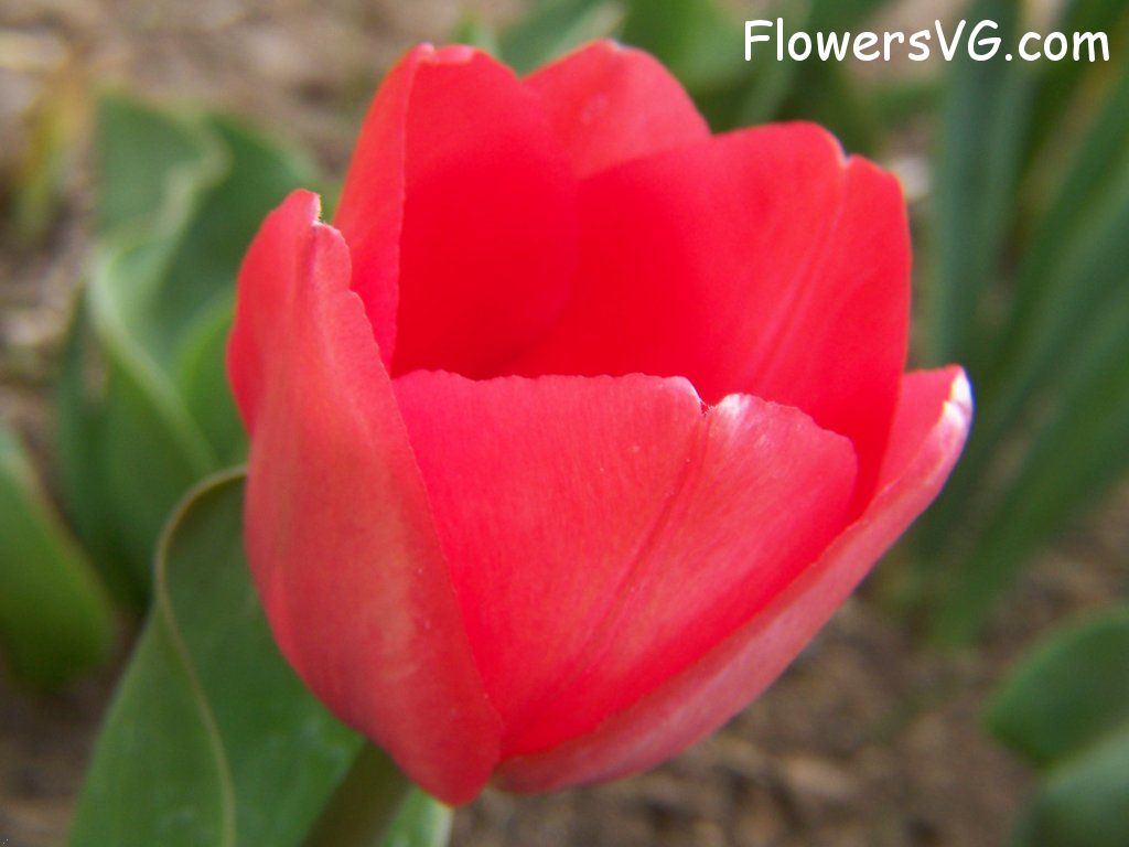 tulip flower Photo abflowers2323.jpg