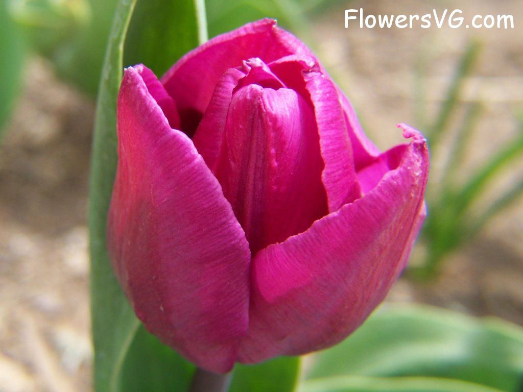 tulip flower Photo abflowers2338.jpg