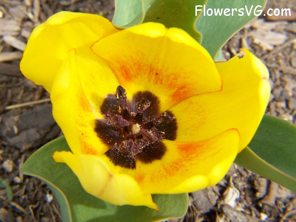 tulip flower Photo abflowers2342.jpg