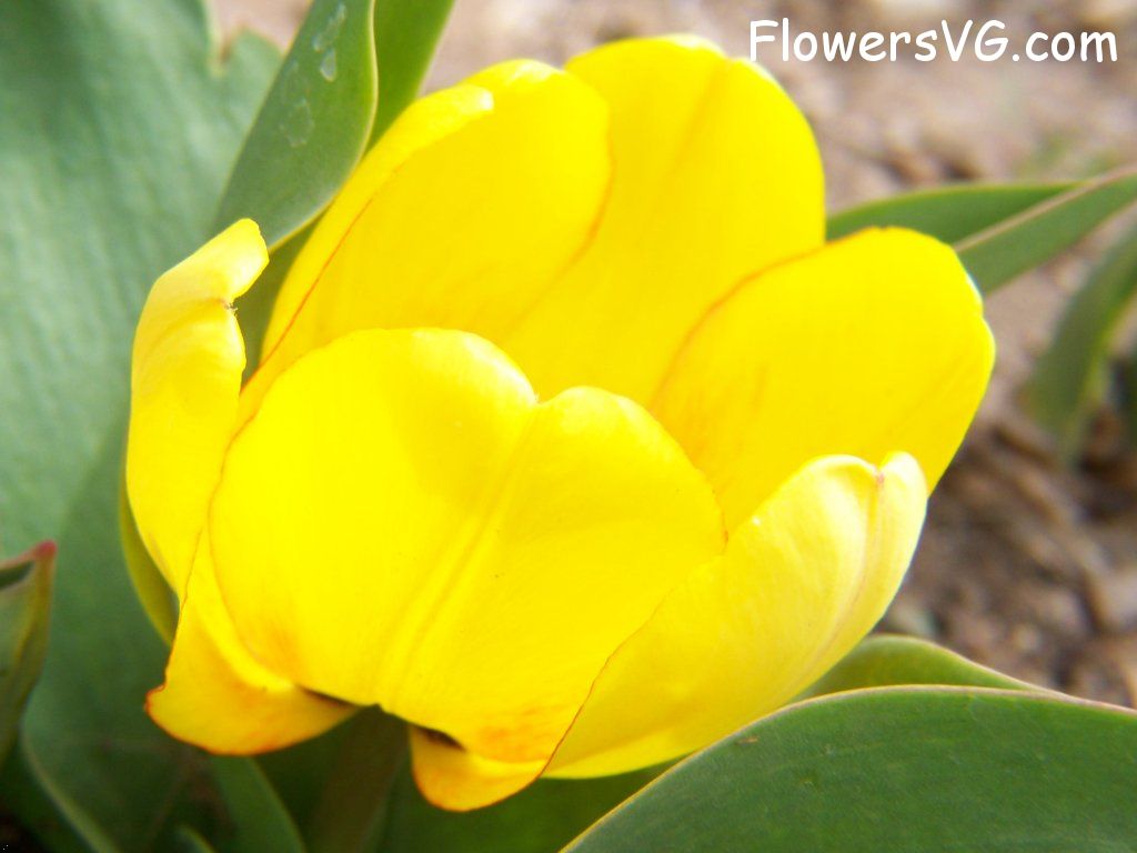 tulip flower Photo abflowers2343.jpg