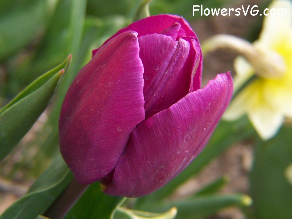 tulip flower Photo abflowers2348.jpg