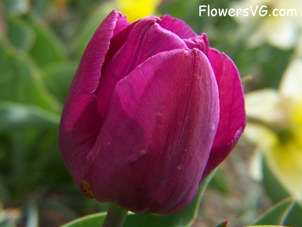 tulip flower Photo abflowers2350.jpg
