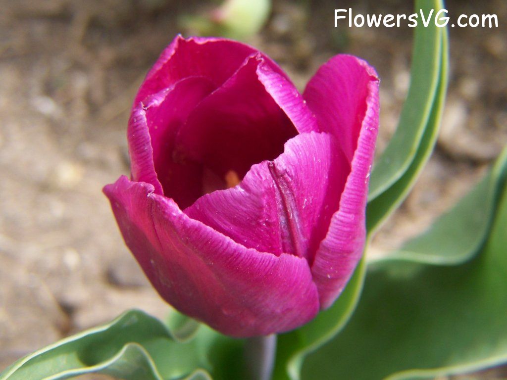 tulip flower Photo abflowers2352.jpg