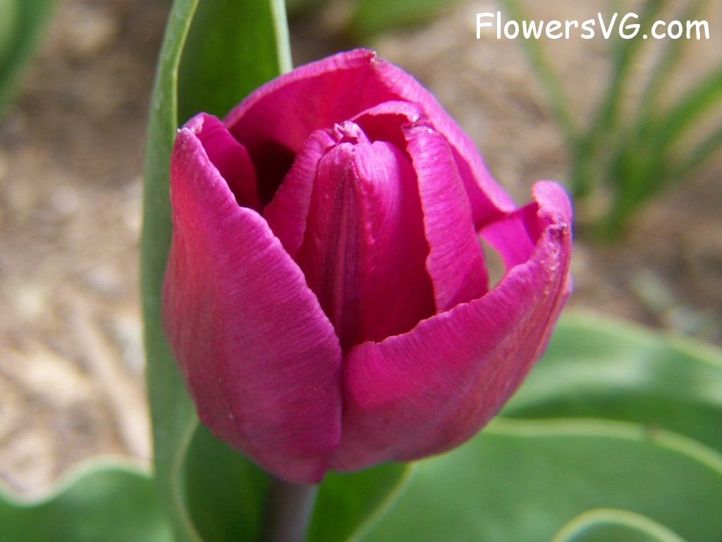 tulip flower Photo abflowers2354.jpg