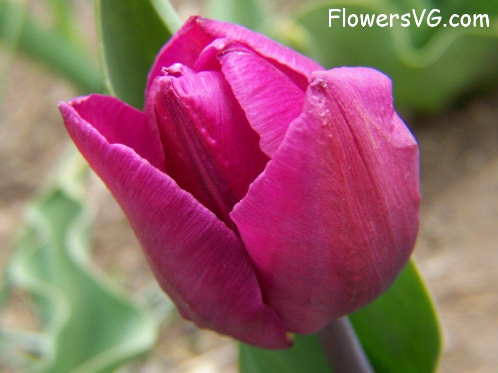 tulip flower Photo abflowers2358.jpg
