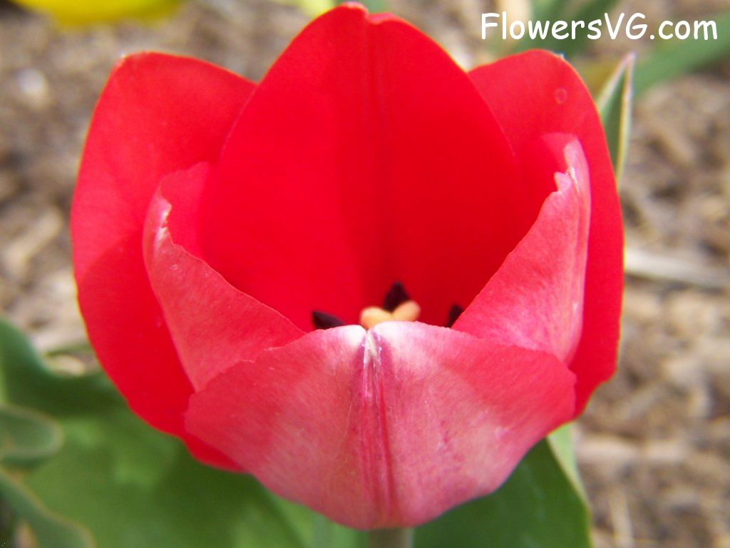 tulip flower Photo abflowers2362.jpg
