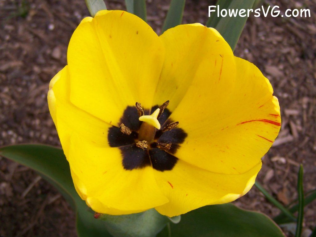 tulip flower Photo abflowers2389.jpg