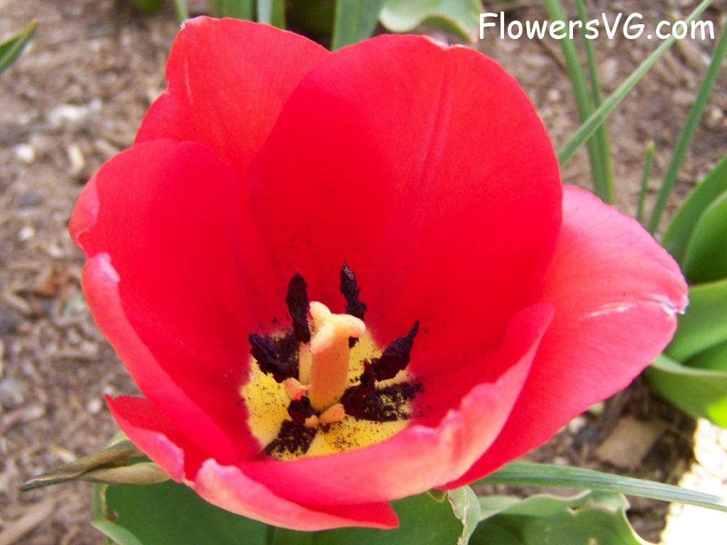 tulip flower Photo abflowers2393.jpg