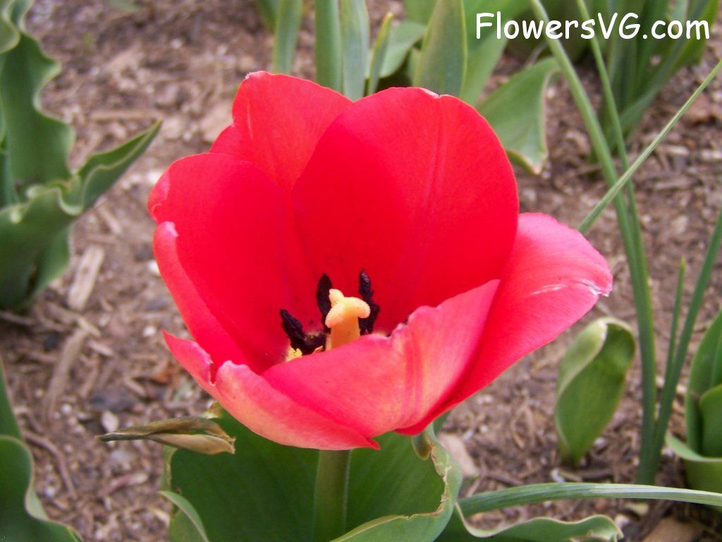 tulip flower Photo abflowers2394.jpg