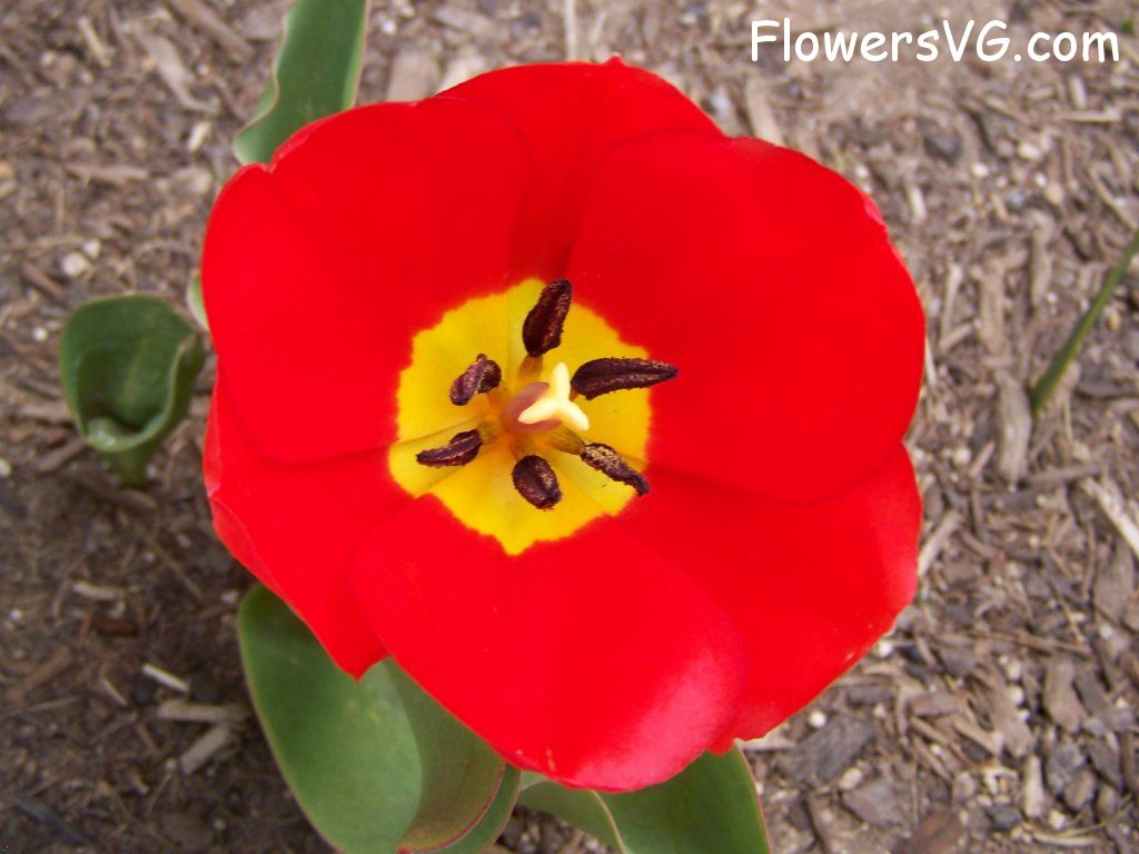 tulip flower Photo abflowers2395.jpg