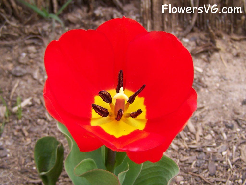 tulip flower Photo abflowers2396.jpg