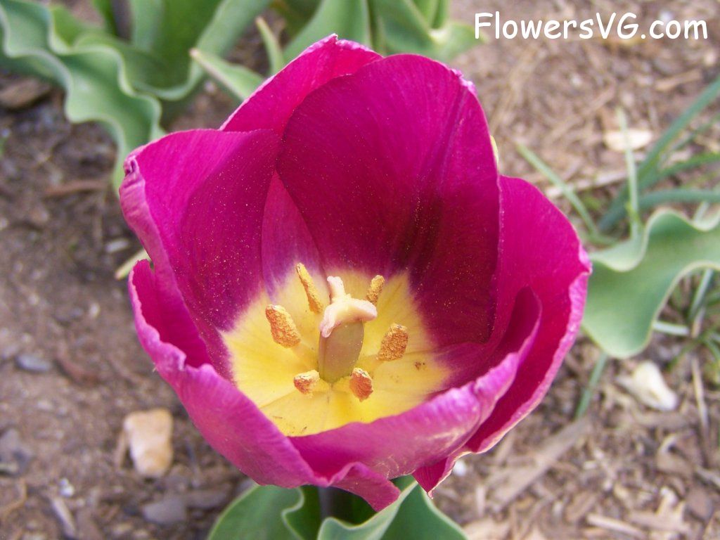 tulip flower Photo abflowers2400.jpg