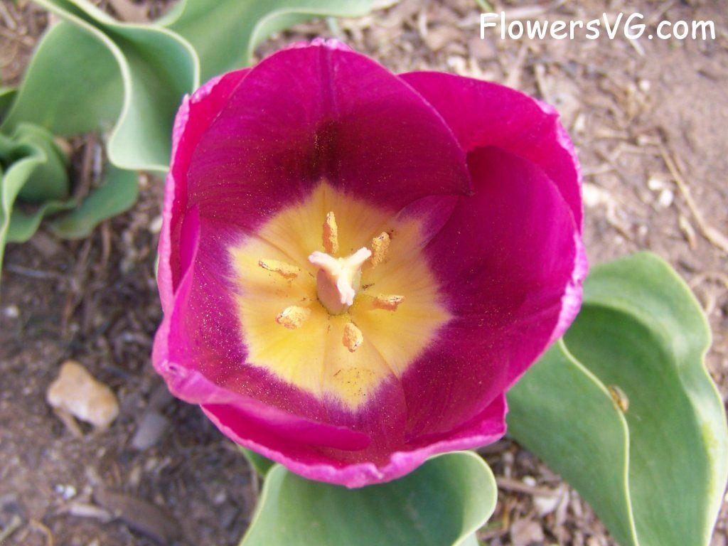 tulip flower Photo abflowers2401.jpg