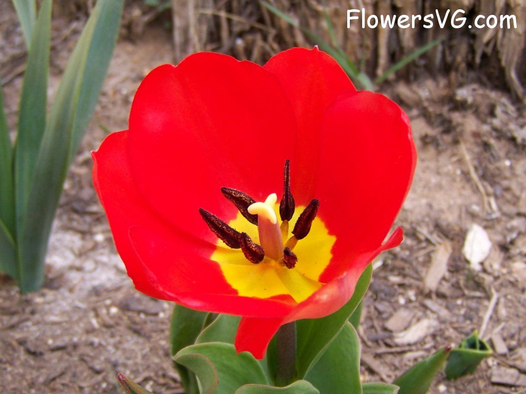 tulip flower Photo abflowers2402.jpg