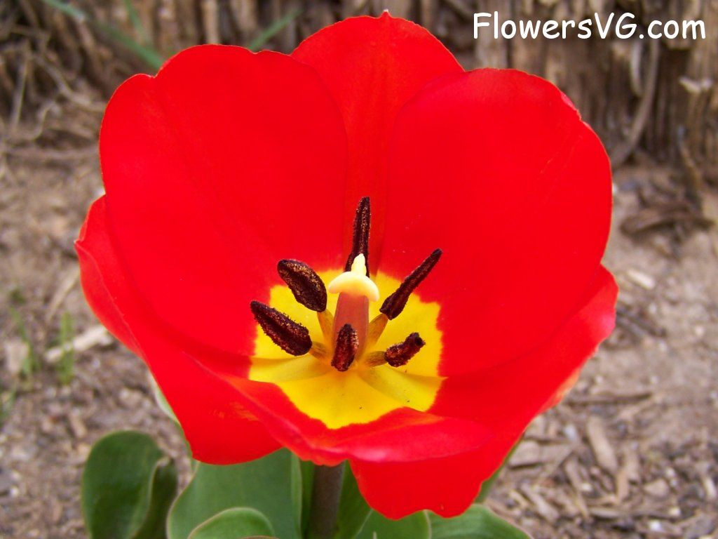 tulip flower Photo abflowers2403.jpg