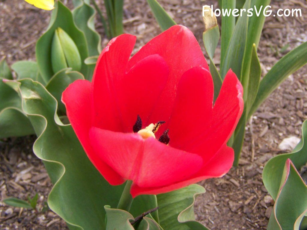 tulip flower Photo abflowers2404.jpg