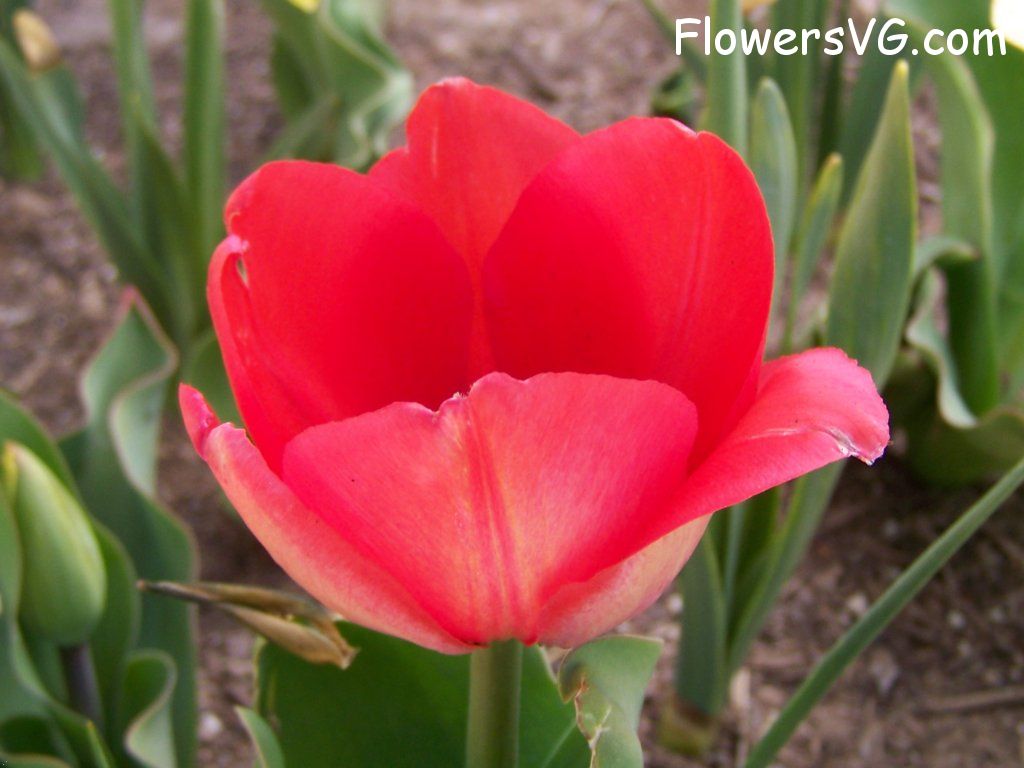 tulip flower Photo abflowers2405.jpg