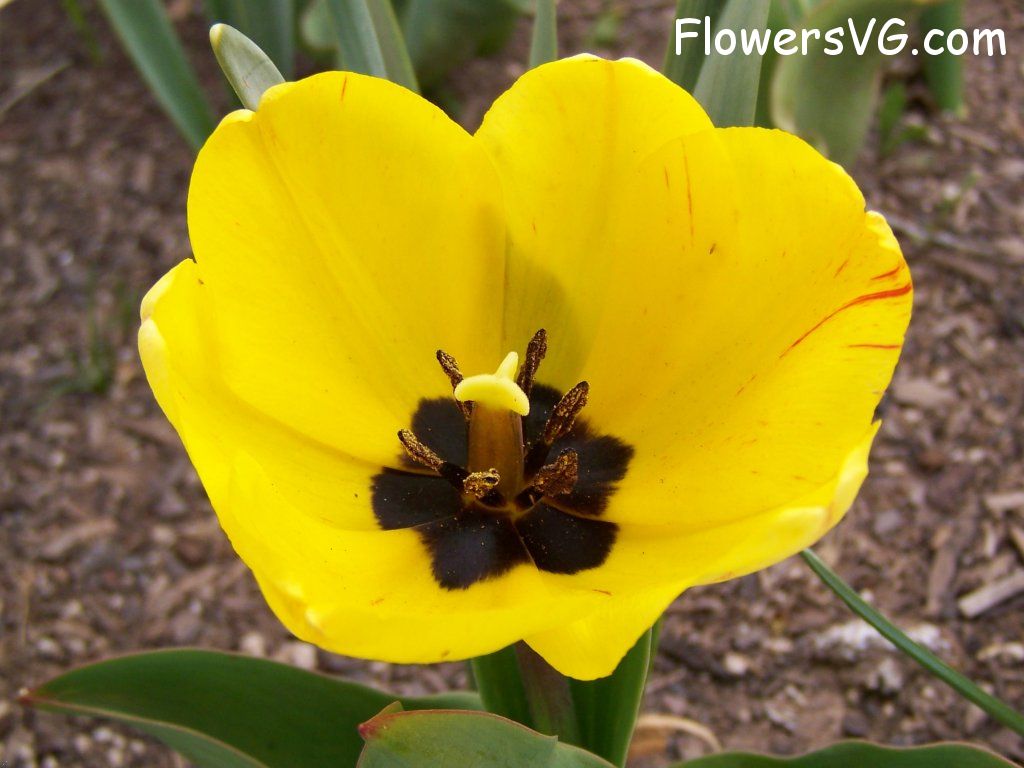 tulip flower Photo abflowers2410.jpg