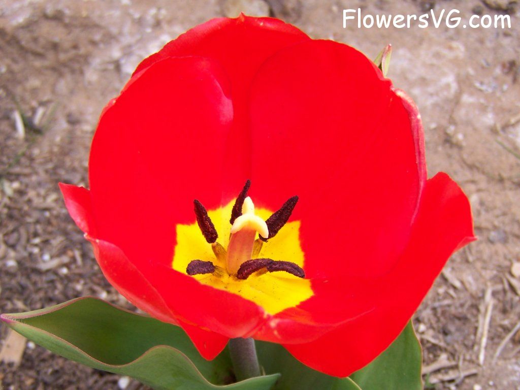 tulip flower Photo abflowers2414.jpg