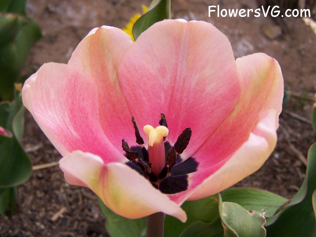 tulip flower Photo abflowers2420.jpg