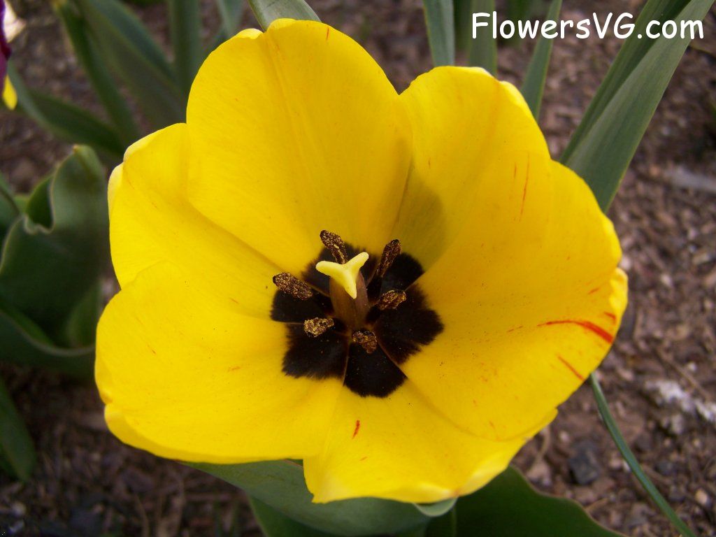 tulip flower Photo abflowers2426.jpg