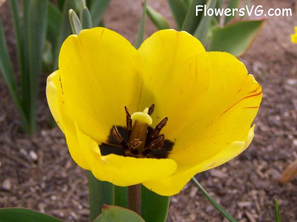 tulip flower Photo abflowers2429.jpg