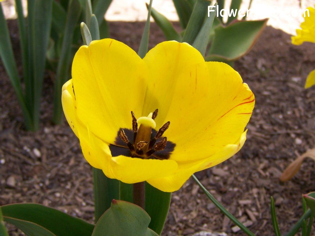 tulip flower Photo abflowers2430.jpg
