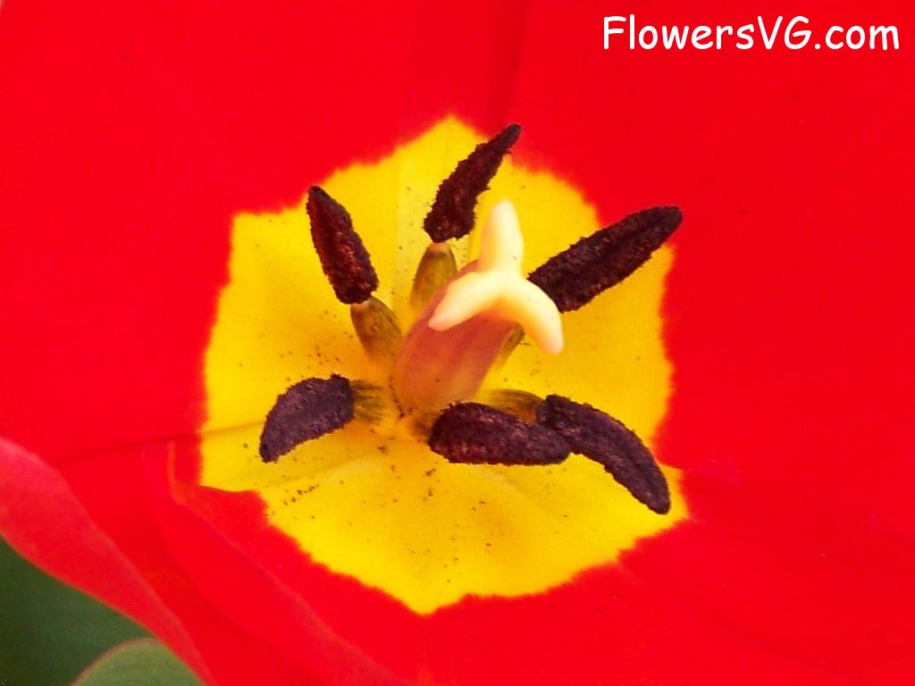 tulip flower Photo abflowers2434.jpg
