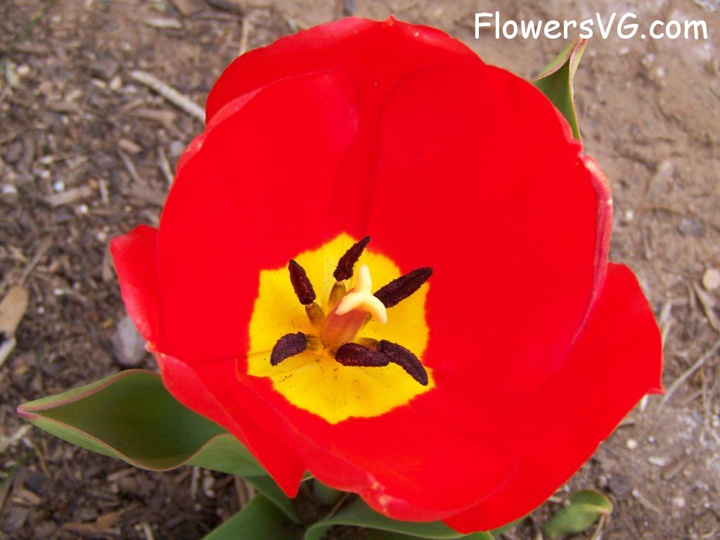 tulip flower Photo abflowers2435.jpg