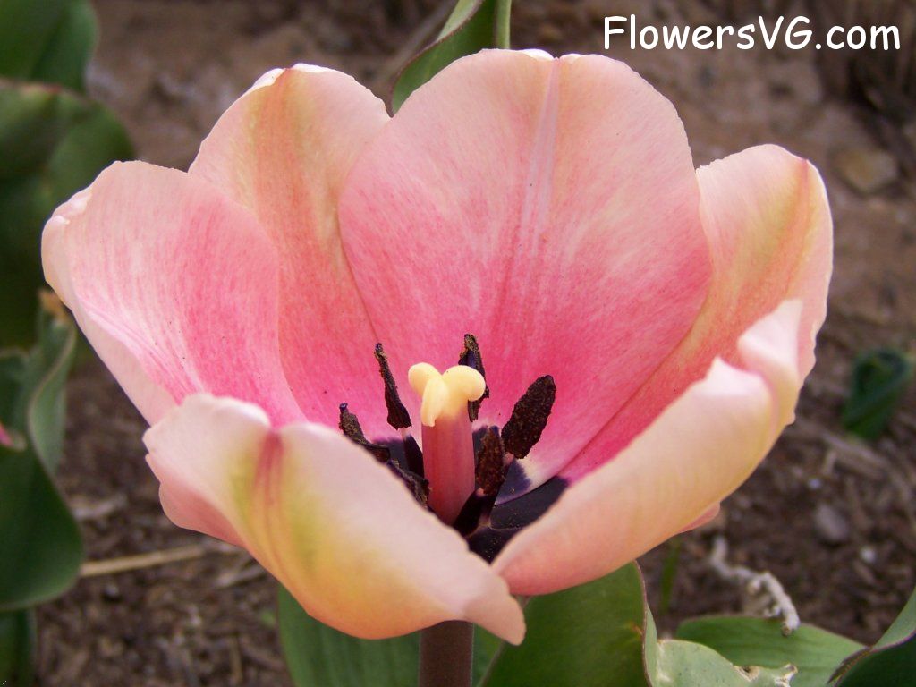 tulip flower Photo abflowers2443.jpg