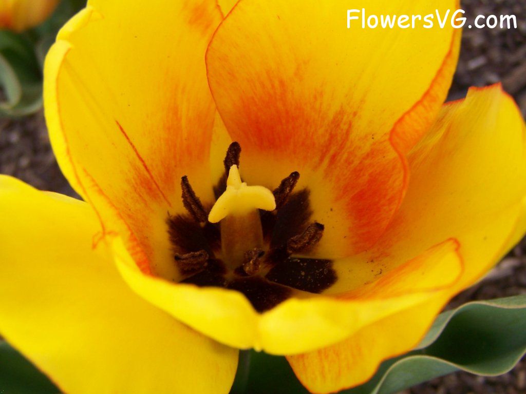 tulip flower Photo abflowers2448.jpg