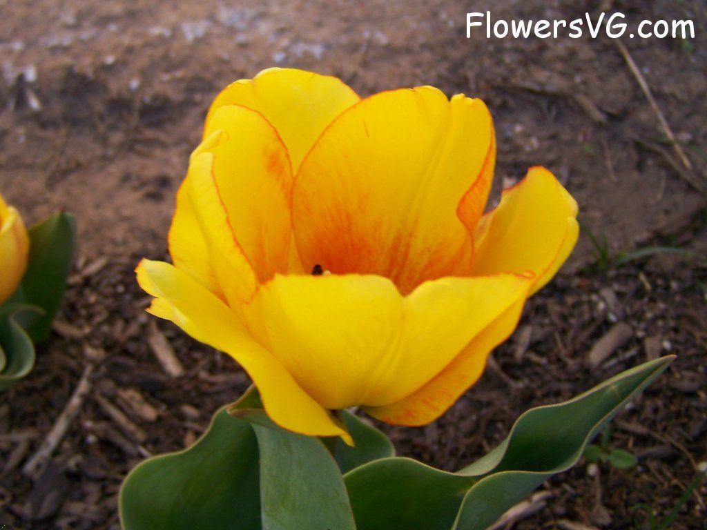 tulip flower Photo abflowers2450.jpg