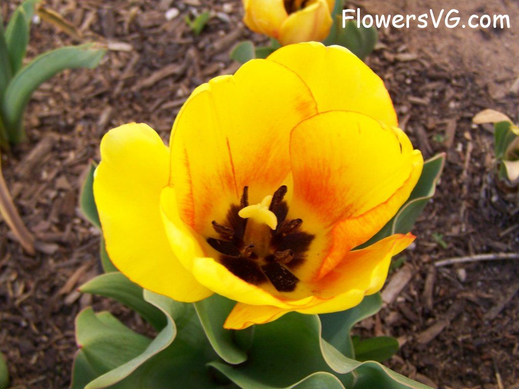 tulip flower Photo abflowers2451.jpg