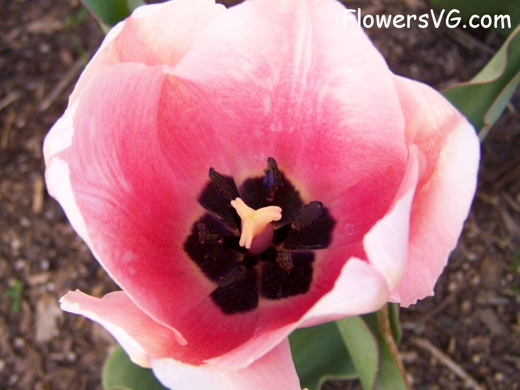 tulip flower Photo abflowers2455.jpg