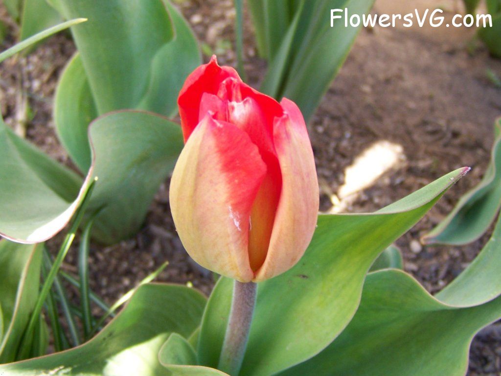tulip flower Photo abflowers2456.jpg