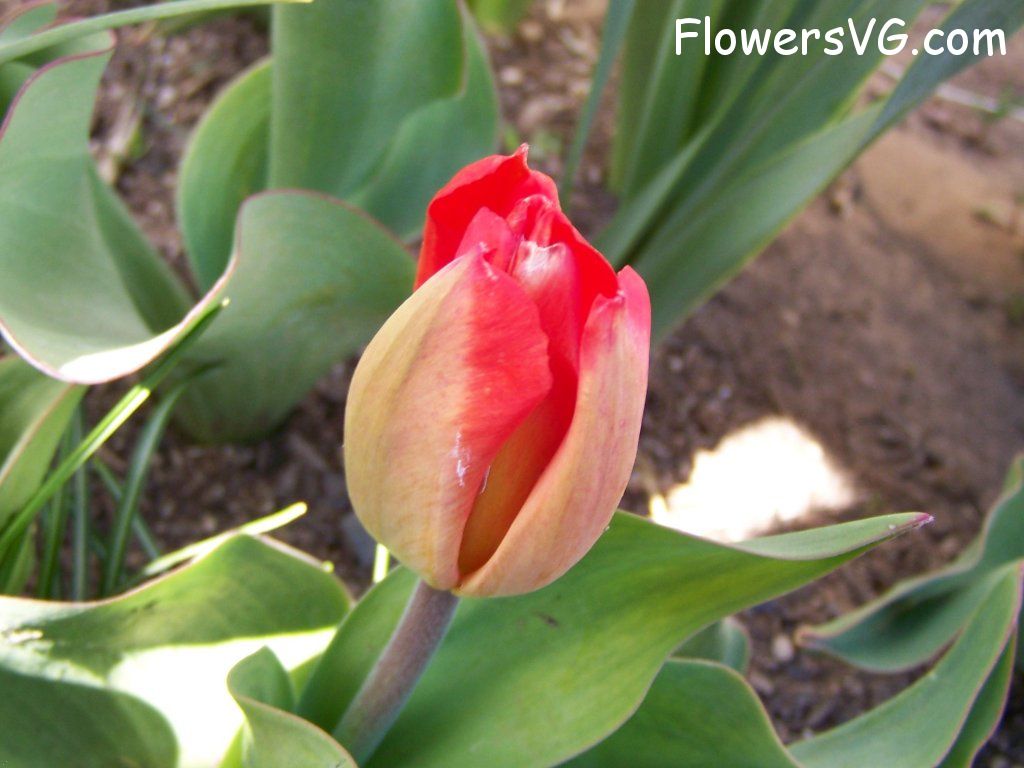 tulip flower Photo abflowers2457.jpg