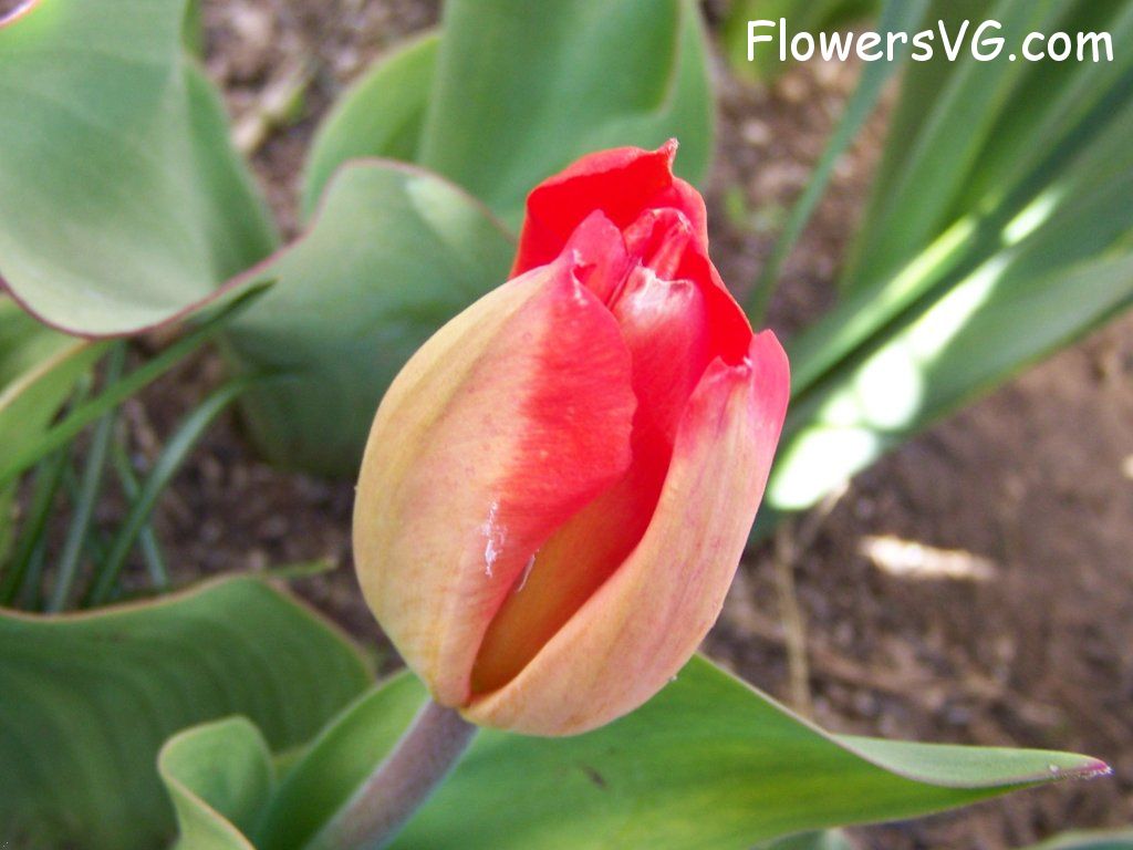 tulip flower Photo abflowers2458.jpg