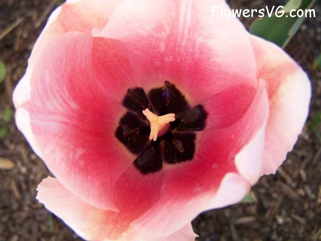 tulip flower Photo abflowers2459.jpg