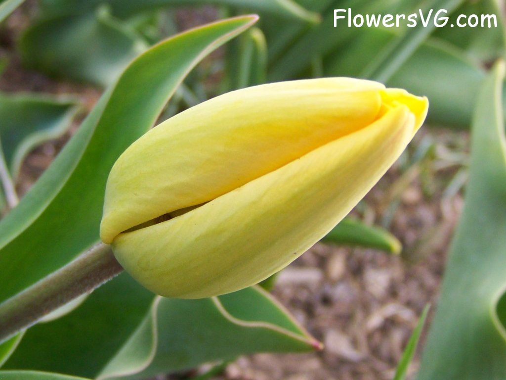 tulip flower Photo abflowers2471.jpg