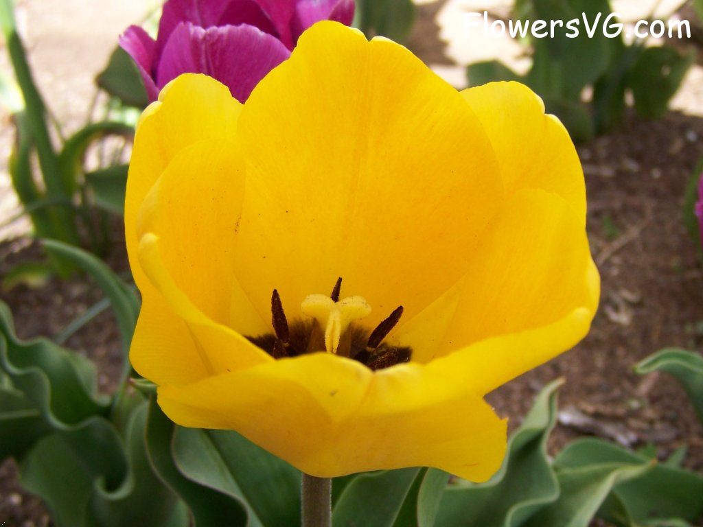 tulip flower Photo abflowers2525.jpg