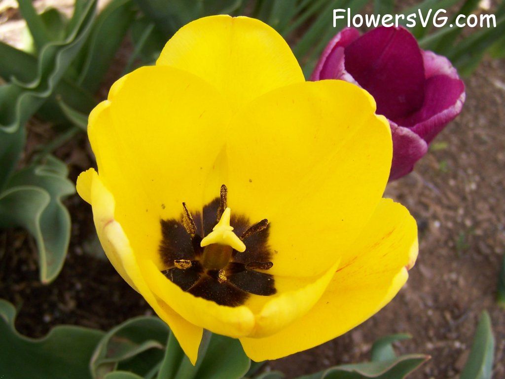 tulip flower Photo abflowers2526.jpg