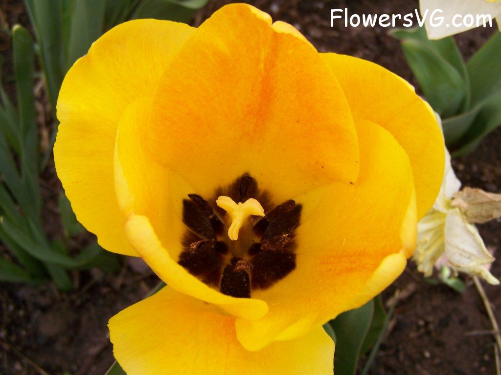 tulip flower Photo abflowers2531.jpg