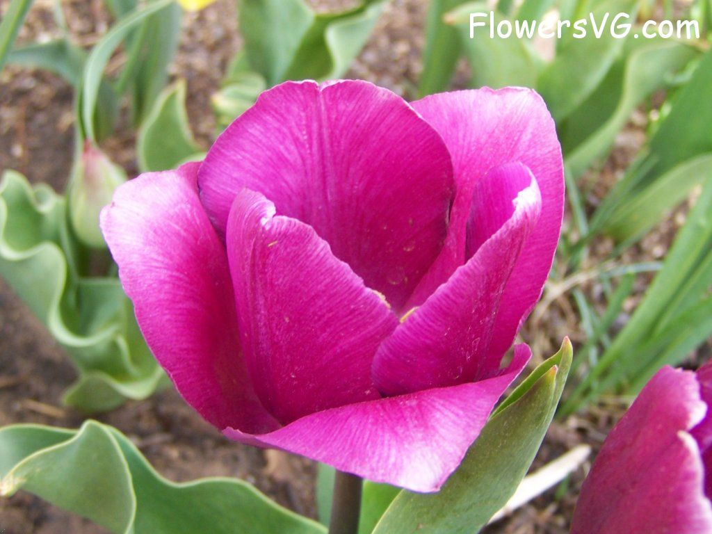 tulip flower Photo abflowers2538.jpg